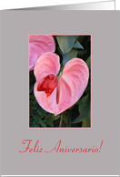 Spanish Wedding Anniversary Feliz Aniversario, Pink Anthurium card