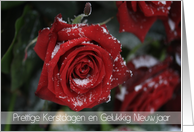 Dutch Red Rose in Snow Christmas and New Year card