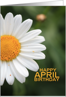 Happy April Birthday Daisy April Birth Month Flower card