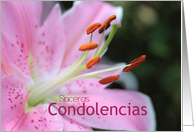 Spanish Sympathy Pinl Lily card