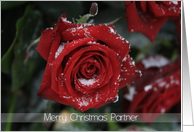 Merry Christmas Partner, Red rose in snow card