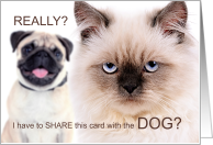 Funny Birthday from the Pets Mad Cat and Dog card