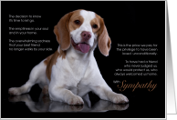 Beagle Dog Pet...