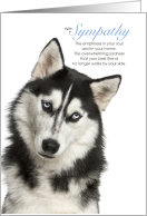 Siberian Husky Dog Pet Sympathy Euthanasia card