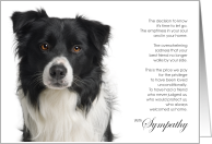 Border Collie Dog Pet Sympathy Euthanasia card