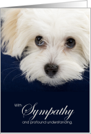 Maltese Dog Pet Sympathy Euthanasia card