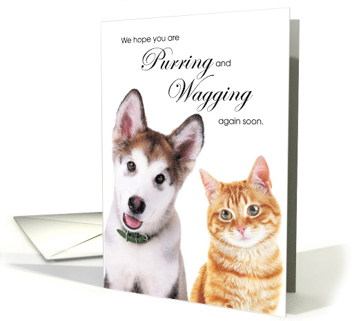 Huskey Puppy Dog and Orange Tabby Cat Get Well card (1525170)