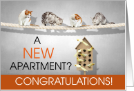 Funny New Apartment Congratulations Cats and Birds card