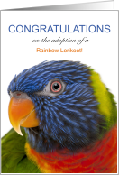 Rainbow Lorikeet Adoption Congratulations card