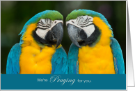 Praying for You Two Macaw Parrots Encouragement card