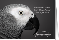 Pet Sympathy Loss of an African Grey Parrot card