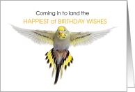 Grey Budgeriar Parakeet Birthday Wishes card