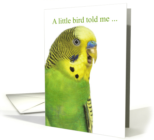 Get Well Green and Yellow Budgie Parakeet card (1757134)