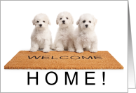 Welcome Home Cute Bichon Frise Puppies card
