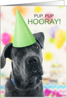 Funny Great Dane Dog in a Birthday Party Hat card