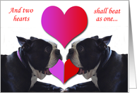 Valentine’s Day Boston Terrier card