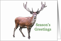 Reindeer - Christmas card