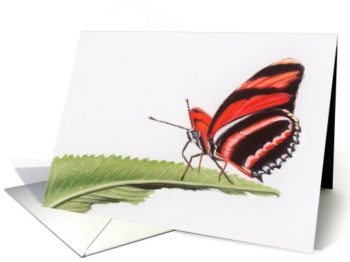 Banded Orange Heliconian - Animals - Pets - Butterflies card (536501)