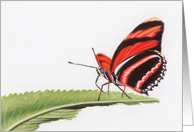 Banded Orange Heliconian - Animals - Pets - Butterflies card