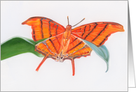 Ruddy Daggerwing - Animals - Pets - Butterflies card