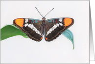 Spot Cell Sister - Animals - Pets - Butterflies card