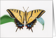 Two Tailed Swallowtail - Animals - Pets - Butterflies card