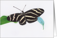 Zebra Heliconian - Animals - Pets - Butterflies card