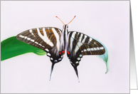 Zebra Swallowtail - Animals - Pets - Butterflies card