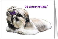 Dog - Shih Tzu - Happy Birthday card