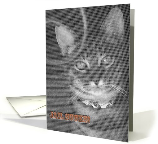 Kitty trapped behind screen card (542890)