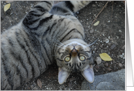 Goofy cat staring upside down. card