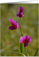 Lathyrus japonicus, WILD PEA card