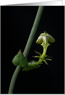 Ceropegia sandersonii Coming Into Flower card