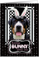 Some Bunny Loves You Easter Card - Greater Swiss Mountain Dog card
