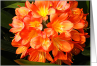 Love Girlfriend Beautiful Orange Flower card