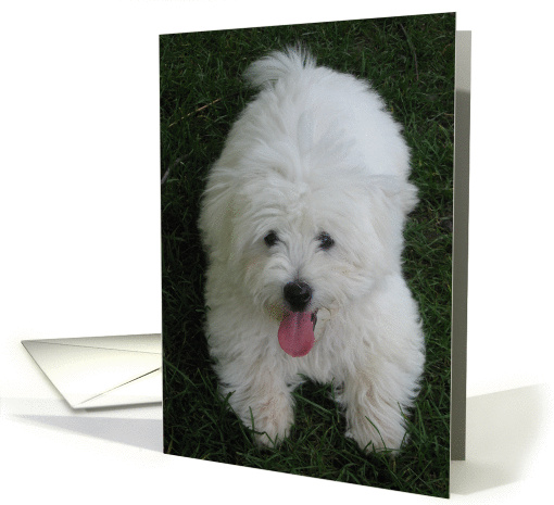 Happy Birthday--to Pet, White Dog card (695381)