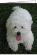 Happy Birthday--to Pet, White Dog card