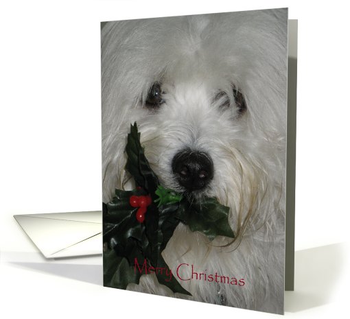 Merry Christmas--Coton Dog with Holly card (700236)