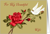 Love and Romance to Wife with a White Dove Pecking at a Red Rose card