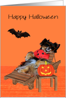 Halloween, general, Pomeranian in a bug costume with a bat, orange card