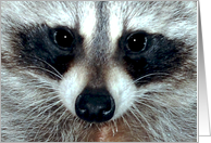 Any Occasion Blank Note Card, close up of a beautiful raccoon card