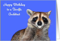 Birthday To Architect, Raccoon smiling with pearly white dentures card