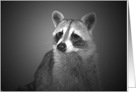 Blank Note Card Any Occasion Portrait of a Beautiful Raccoon in B&W card