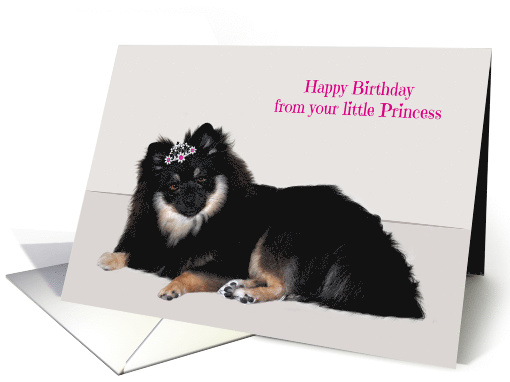 Birthday to Dad from Daughter with a Little Princess Pomeranian card