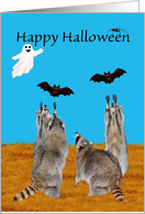 Halloween with Four Raccoons Reaching for Bats and a Ghost card