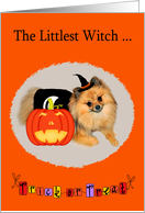 Halloween with a Pomeranian the Littlest Witch and a Jack o lantern card