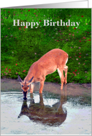 Birthday, general, Deer taking a drink from a pond with reflection card