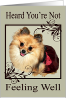 Get Well Feel Better with a Pomeranian Smiling in Fancy Frame card