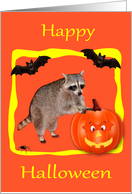 Halloween, general, Raccoon, jack-o-lantern, bats, yellow on orange card
