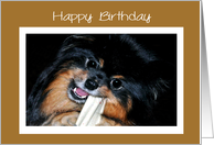 Birthday, Pomeranian smiling with a bone on a brown background card